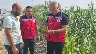 Antakya'nın verimli topraklarında mısır hasadı tüm hızıyla sürüyor