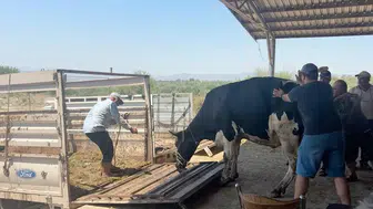 Aydın yangınında tahliye edilen hayvanlar evlerine dönüyor