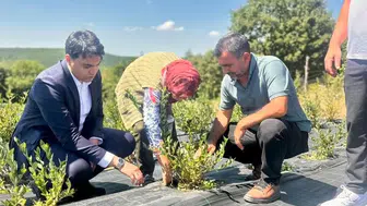 Bilecik’te yaban mersini bereketi sürüyor