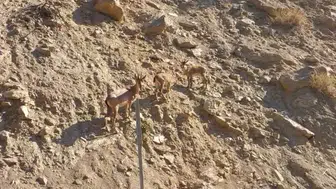 Tunceli yollarında nadir bir doğa sürprizi yaşandı