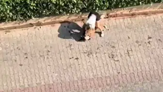 Adana'da pitbull dehşeti Kediyi öldürdü, polise haber verilmesini engelledi
