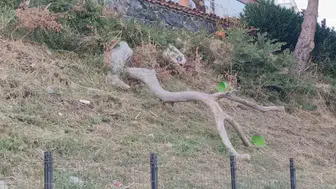 Tekirdağ'da poyraz ağaçları yerinden söktü