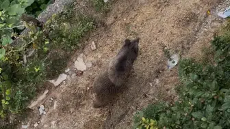 Düzce'de ayı dehşeti Bahçeye girdi, saatlerce yiyecek aradı
