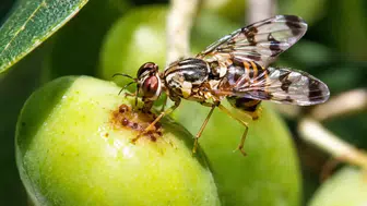 Erdekli üreticiye zeytin sineği alarmı