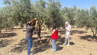 Manisa zeytinliklerinde sinek alarmı Ekipler sahaya indi