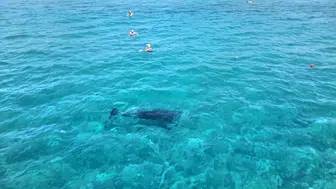 Alanya kıyılarında tatilcilerin sürpriz misafiri