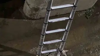 İzmit'te dereye düşen kedi kurtarma ekibine iş bırakmadı