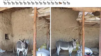 Eskişehirli çiftçinin başıboş eşek isyanı