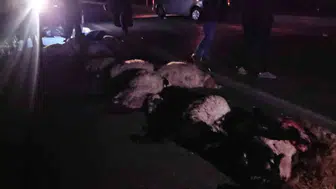 Bitlis'te kara yolunda can pazarı: Sürüye dalan araç ortalığı savaş alanına çevirdi