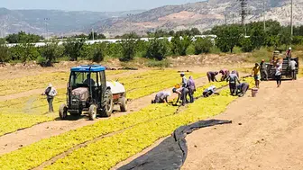 Buldanlı üzüm üreticisi devletten fiyat müdahalesi bekliyor