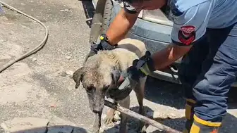 İslahiye’de konteyner altında doğum yapan köpek ve yavruları kurtarıldı