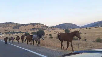 Silvan yolunda at sürüsüyle karşılaşan sürücüler ani fren yaptı