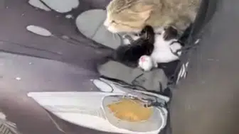 Tarsus’ta otomobile giren kedi koltukları yuvaya çevirdi