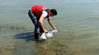 Tekirdağ'daki göletlere binlerce yeni balık takviyesi yapıldı