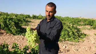Malatya’nın unutulan üzümü Tahannebi yeniden sofralara dönüyor