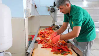 Maraş sofralarının olmazsa olmazı biber salçası sezonu açıldı