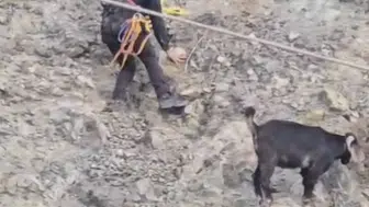 Samandağ'da kayalıklarda mahsur kalan 2 keçi itfaiyenin 2 saatlik çalışmasıyla kurtarıldı