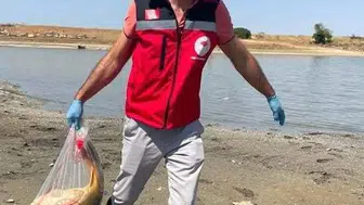 Göletteki balık ölümleri kuraklığa mı işaret ediyor?