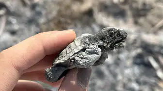 Sahilde yakılan ateş yavru caretta carettanın sonu oldu