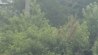 Safranbolu’da karganın çıkardığı ses köylüleri şaşkına çevirdi