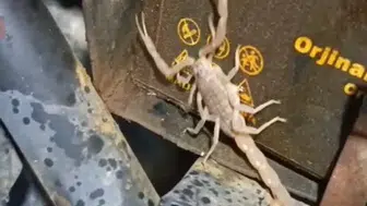 Tamirci motoru sökünce gördüğü manzarayla dondu kaldı