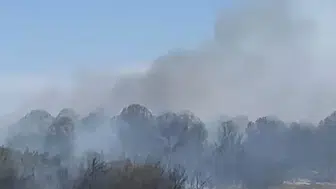 Mudanya'da anız yangını ormana sıçradı