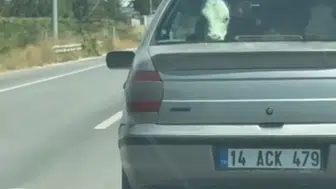 Yolcu koltuğunda buzağı şaşkınlığı