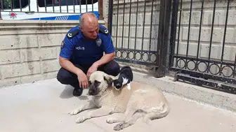 Doğanın ezber bozan dostluğu: Tom ve Jerry gerçek hayatta buluştu