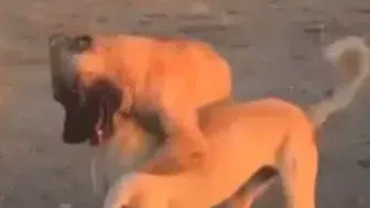 Aksaray'da köpek dövüştürüp canlı yayın yapanlara ceza yağdı