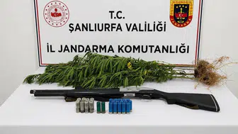 Halfeti'de jandarmadan kenevir baskını, bir kişi gözaltında