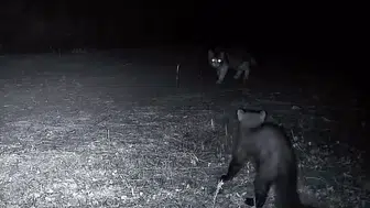 Fotokapan Ganos Dağları'nın gece bekçilerini ifşa etti