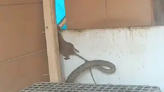 Manisa’da kümese giren dev yılanın fare avı kamerada