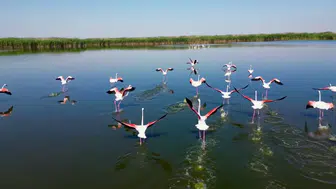 Eber Gölü flamingolarla renklendi