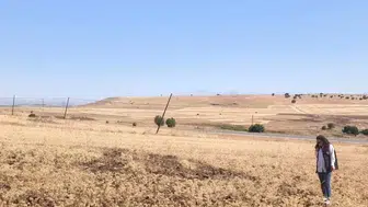 Elazığ Ağın’da bereketli nohut hasadı başladı