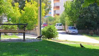Kahramanmaraşlıların yeni komşuları kargalar oldu