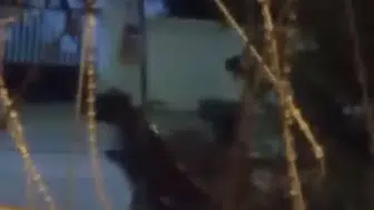 Arnavutköy'de ata işkence eden saldırgan aranıyor