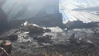 Niğde’de çiftlik yangını 250 hayvan ve tonlarca yem kül oldu