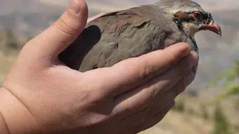 Kırıkkale'de kenelerle mücadele için doğaya keklik salındı