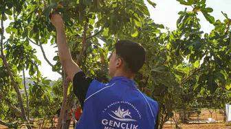Germencik’te gençler incir bahçesine girdi
