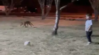 Çanakkale’de tilki küçük çocuğun elindeki topu kapıp kaçtı