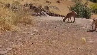 Hekimhan'ın kayalıklarında sürpriz misafirler Dağ keçileri kamerada