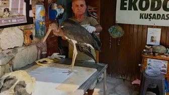 Kuşadası’nın ilk leylek yuvasında göç hazırlığı yarım kaldı