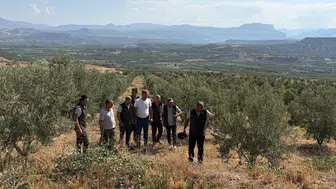 Mersin'de orman köylüsü zeytinle kazanacak
