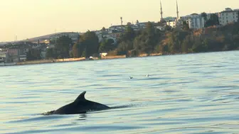 Tekirdağ açıklarında tekneye eşlik eden yunuslar kamerada