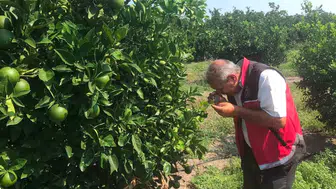 Erzin’de Narenciyede Kapsamlı Saha Taraması Hastalık ve Zararlılara Karşı Yerinde Denetim