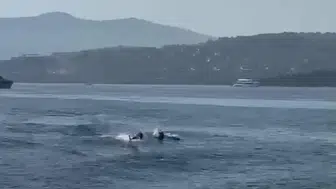 Bodrum Türkbükü’nde yunuslar tatilcileri şaşkına çevirdi