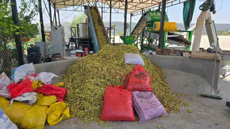 Fıstıkta gözler Çermik'te, ama hasat için bir uyarı var