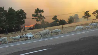 Çanakkale Bayramiç’te ormanlık alanda yangın alarmı
