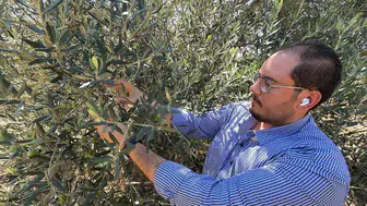 Erken hasat kapıda Zeytinciler bu yıl 20 gün avantajlı