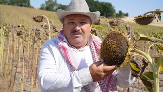 Trakya çiftçisi bu yıl ayçiçeğinden umutlu